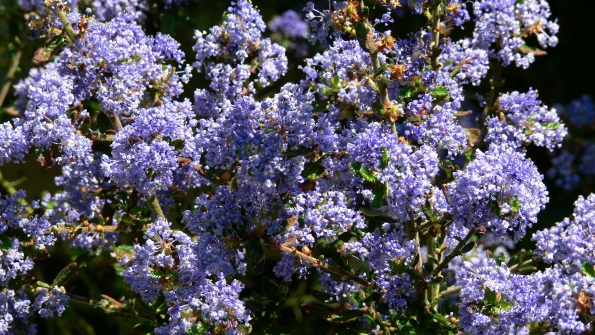 Bois des Moutiers (235) Mai 2012